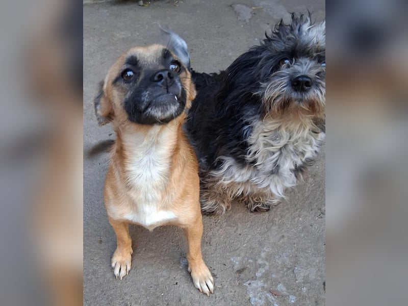 BILCA - ein kleiner Hund sucht das große Glück BILCA - ein kleiner Hund sucht das große Glück