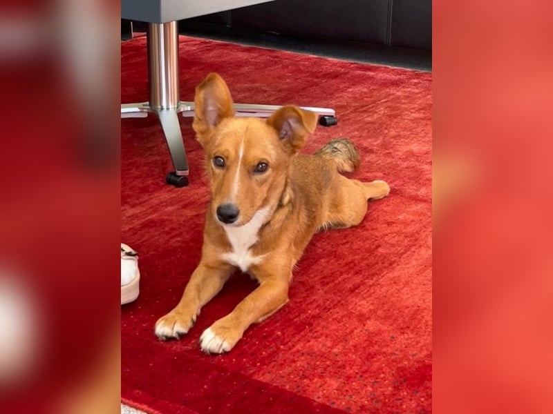 Connor, wo sind die richtigen Menschen für diesen Traumhund