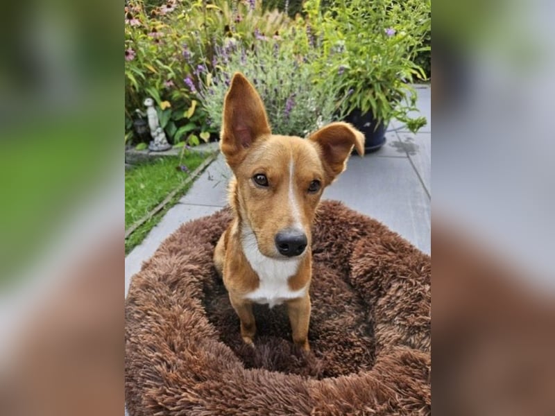 Connor, wo sind die richtigen Menschen für diesen Traumhund