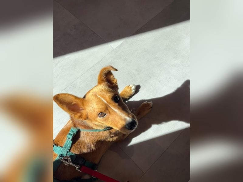 Connor, wo sind die richtigen Menschen für diesen Traumhund