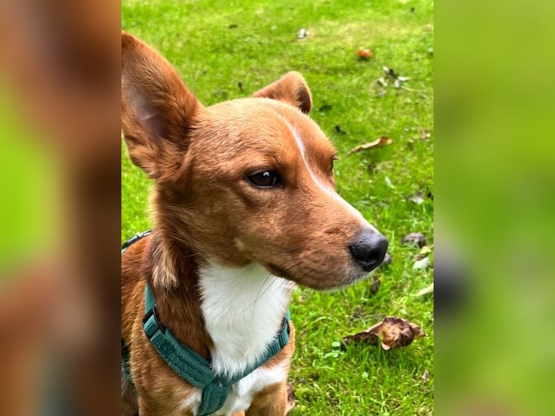 Connor, wo sind die richtigen Menschen für diesen Traumhund