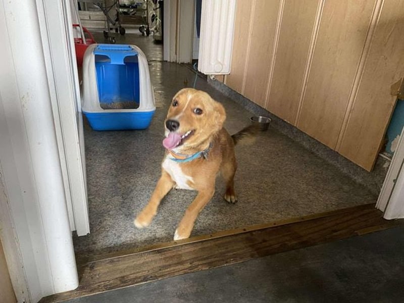 Connor, wo sind die richtigen Menschen für diesen Traumhund