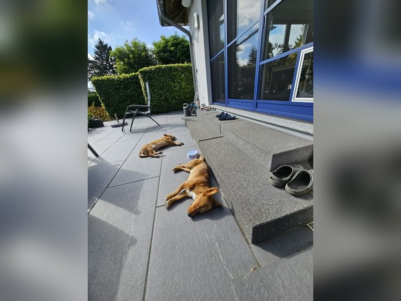 Connor, wo sind die richtigen Menschen für diesen Traumhund
