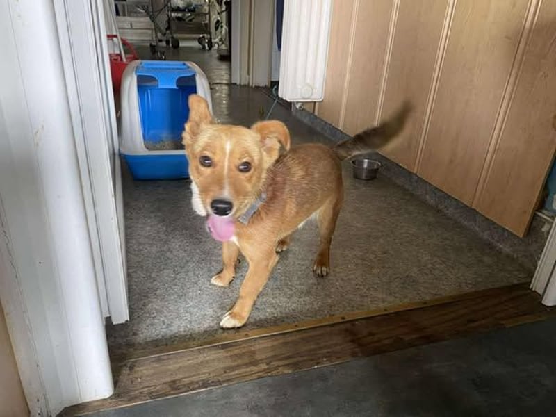 Connor, wo sind die richtigen Menschen für diesen Traumhund