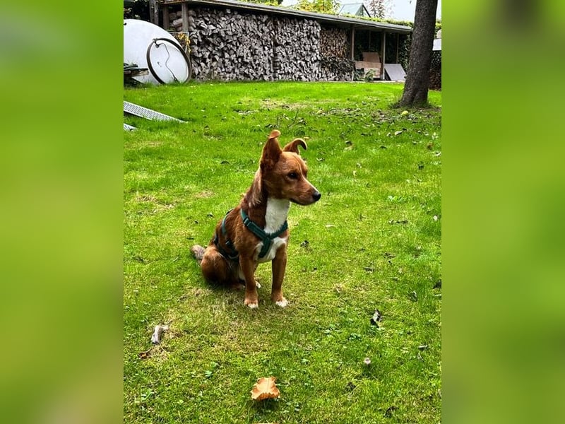 Connor, wo sind die richtigen Menschen für diesen Traumhund