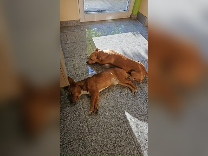 Connor, wo sind die richtigen Menschen für diesen Traumhund