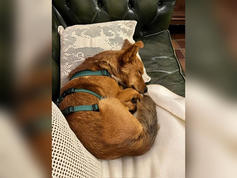 Connor, wo sind die richtigen Menschen für diesen Traumhund