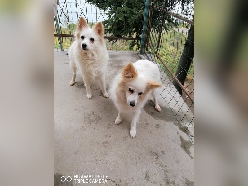 POLY + MOLY ❤  Warten in 53902 Bad Münstereifel auf Dich