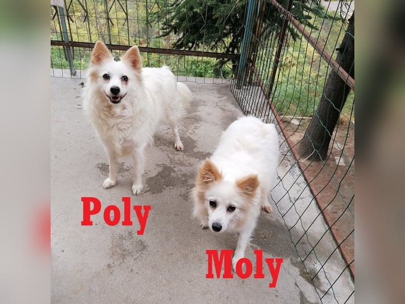 POLY + MOLY ❤  Warten in 53902 Bad Münstereifel auf Dich