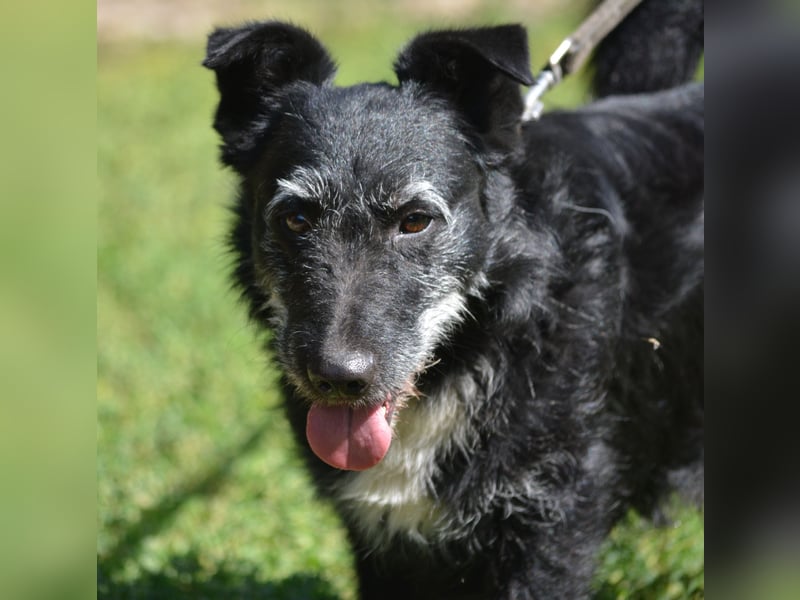 Kleiner Hundemann "Karlchen", ca. 2021/2022 geboren, sehr lieb und menschenbezogen