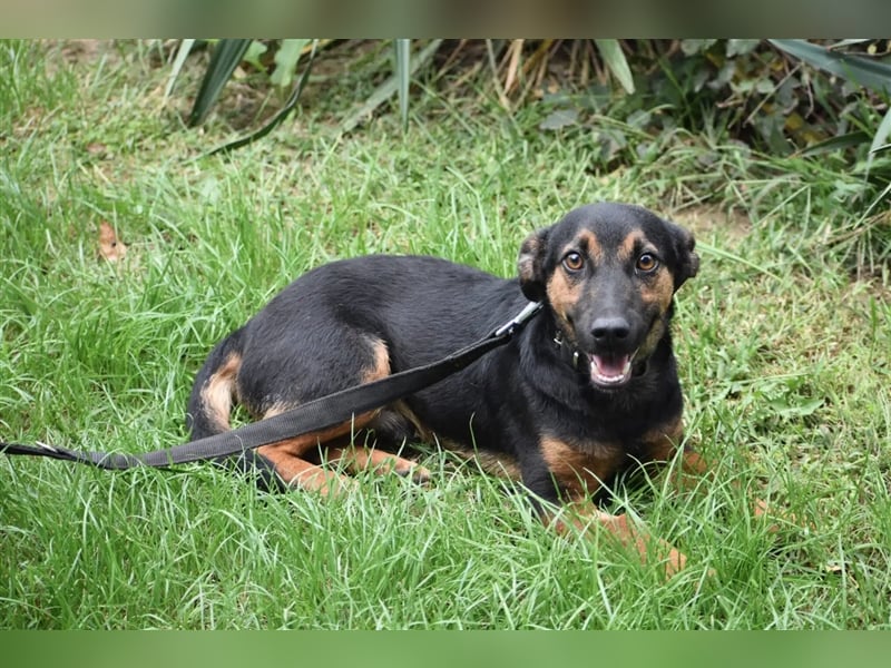 Kleine, noch zurückhaltende Hündin „Gerti“, ca. 2023 geboren, sucht ein liebes Zuhause