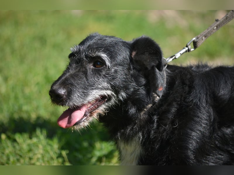 Kleiner Hundemann "Karlchen", ca. 2021/2022 geboren, sehr lieb und menschenbezogen