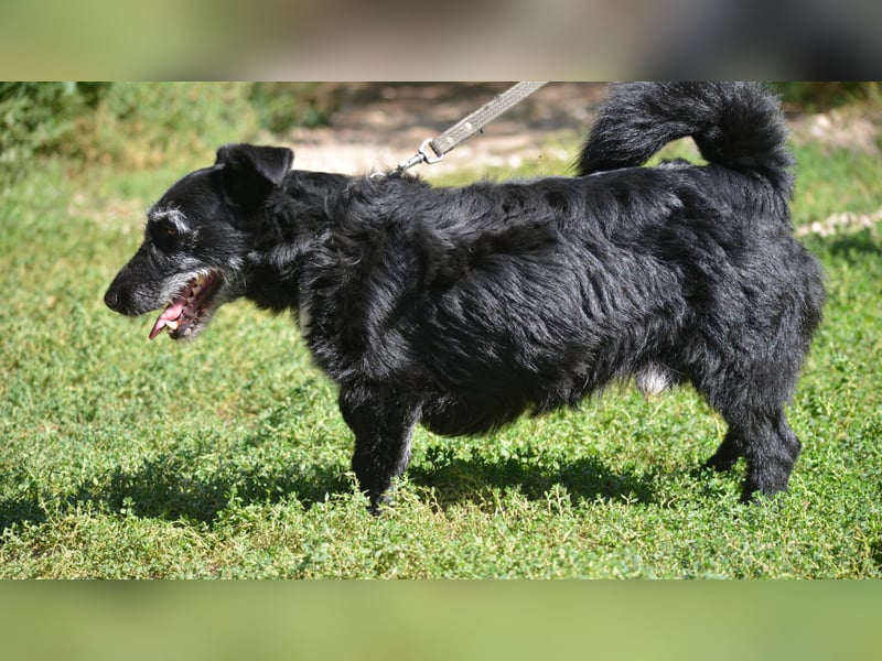 Kleiner Hundemann "Karlchen", ca. 2021/2022 geboren, sehr lieb und menschenbezogen