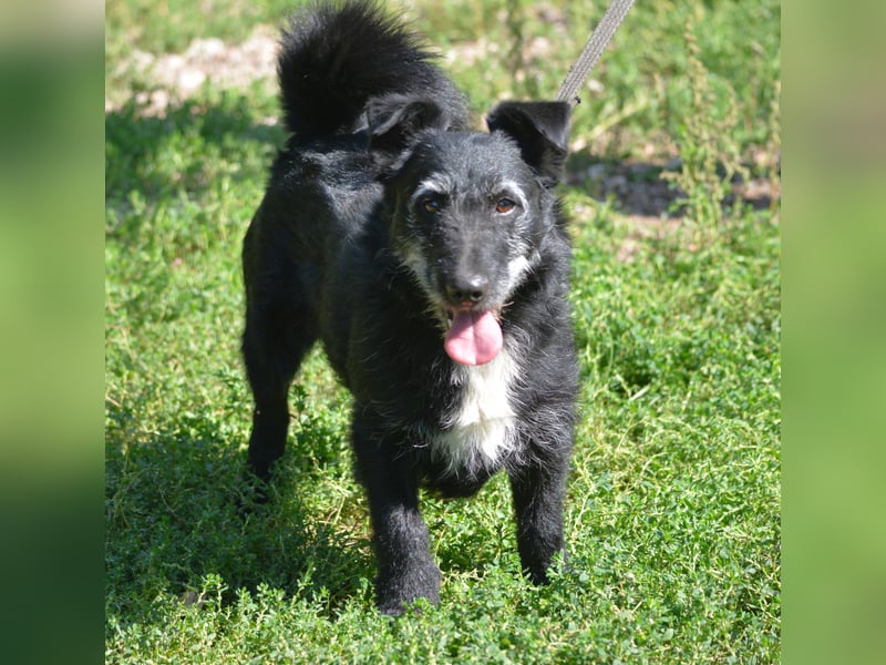 Kleiner Hundemann "Karlchen", ca. 2021/2022 geboren, sehr lieb und menschenbezogen