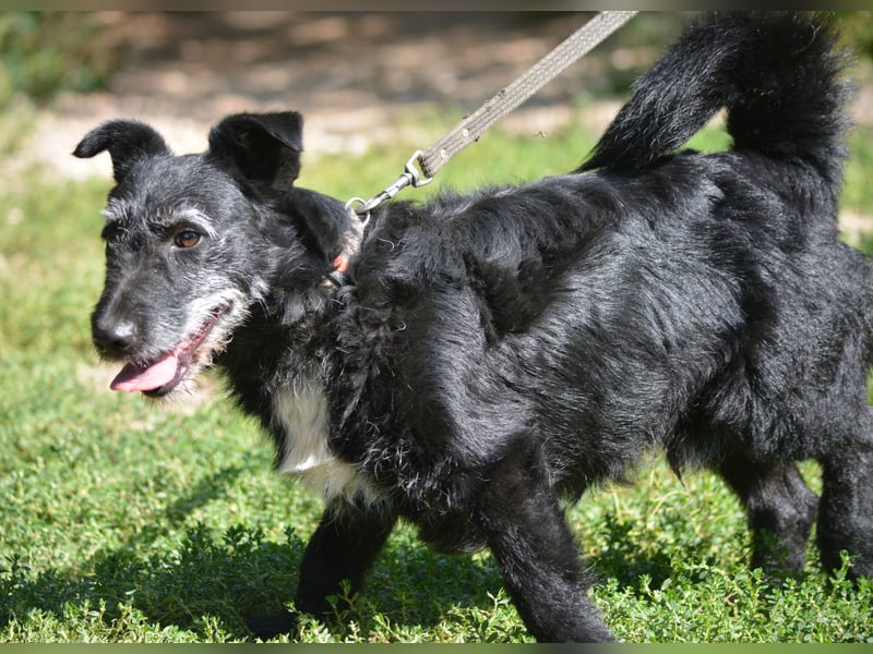 Kleiner Hundemann "Karlchen", ca. 2021/2022 geboren, sehr lieb und menschenbezogen