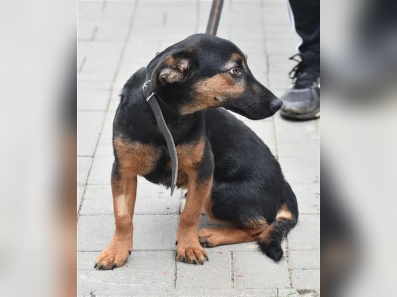 Kleine, noch zurückhaltende Hündin „Gerti“, ca. 2023 geboren, sucht ein liebes Zuhause