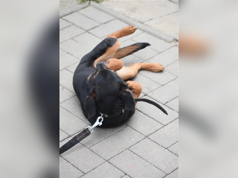 Kleine, noch zurückhaltende Hündin „Gerti“, ca. 2023 geboren, sucht ein liebes Zuhause