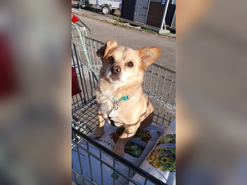 Martin kleiner verschmauster Rüde sucht seine Herzensmenschen