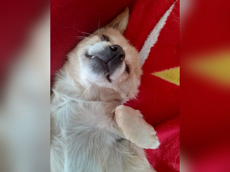 Martin kleiner verschmauster Rüde sucht seine Herzensmenschen