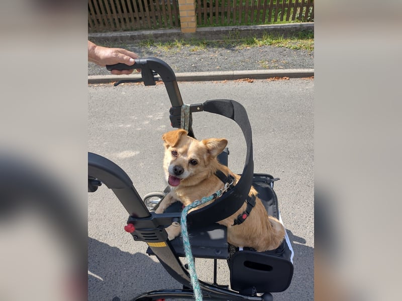 Martin kleiner verschmauster Rüde sucht seine Herzensmenschen