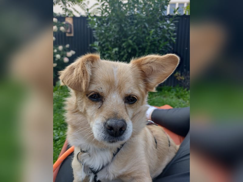 Martin kleiner verschmauster Rüde sucht seine Herzensmenschen