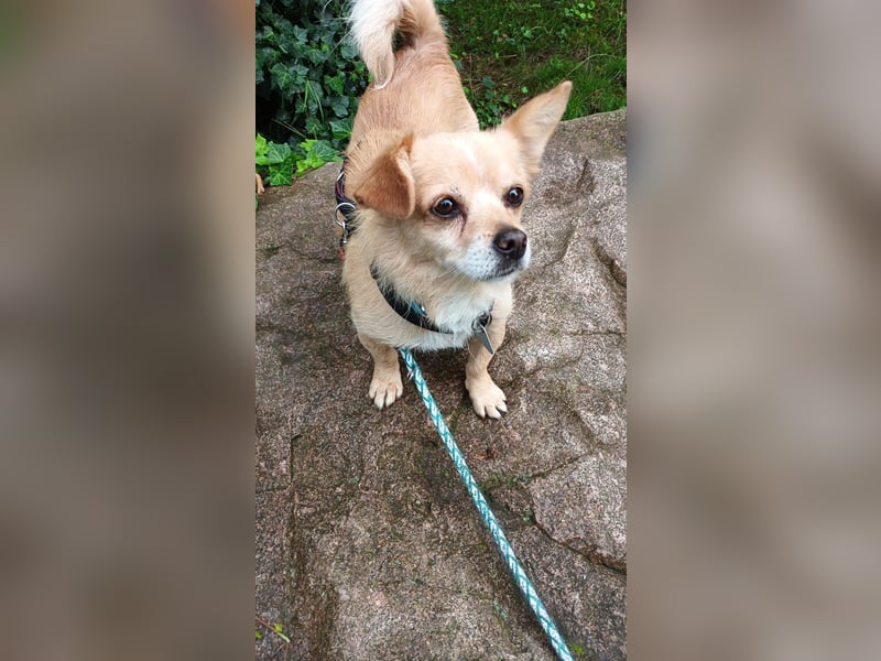 Martin kleiner verschmauster Rüde sucht seine Herzensmenschen