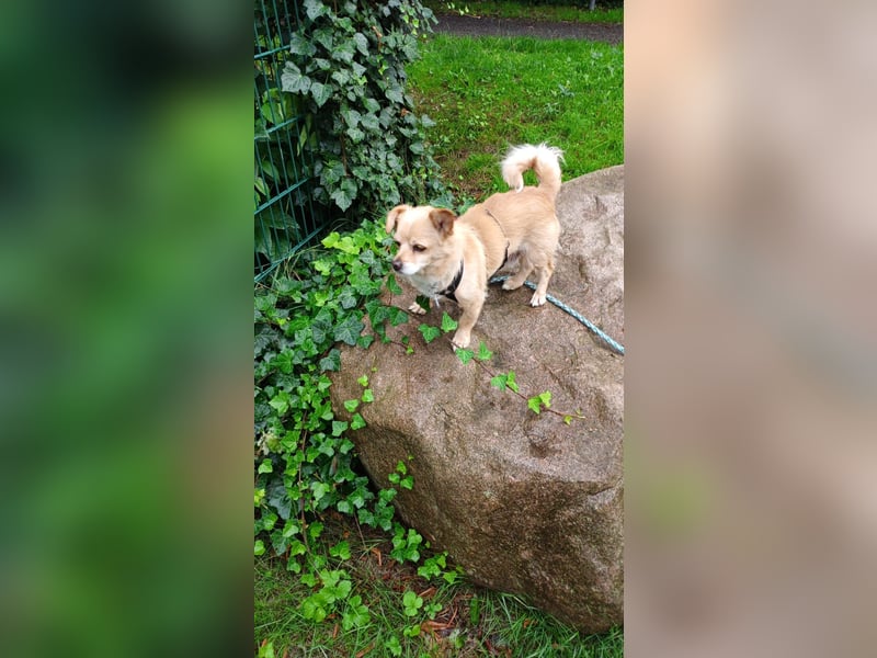 Martin kleiner verschmauster Rüde sucht seine Herzensmenschen