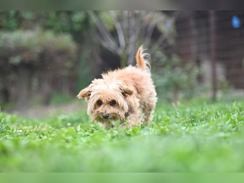 Berty, kleiner Rüde sucht Kuschelkörbchen für immer Berty, kleiner Rüde sucht Kuschelkörbchen für immer
