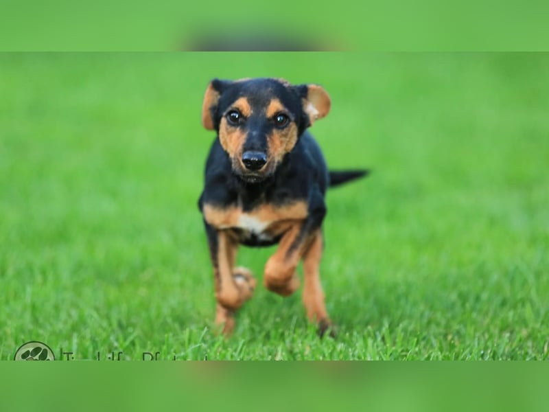 Tinky sucht ein Zuhause