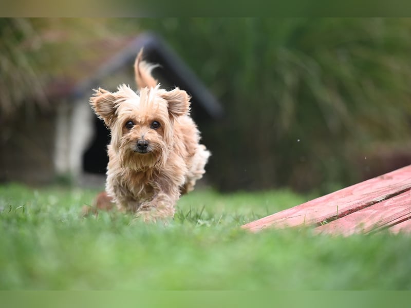Berty, kleiner Rüde sucht Kuschelkörbchen für immer Berty, kleiner Rüde sucht Kuschelkörbchen für immer
