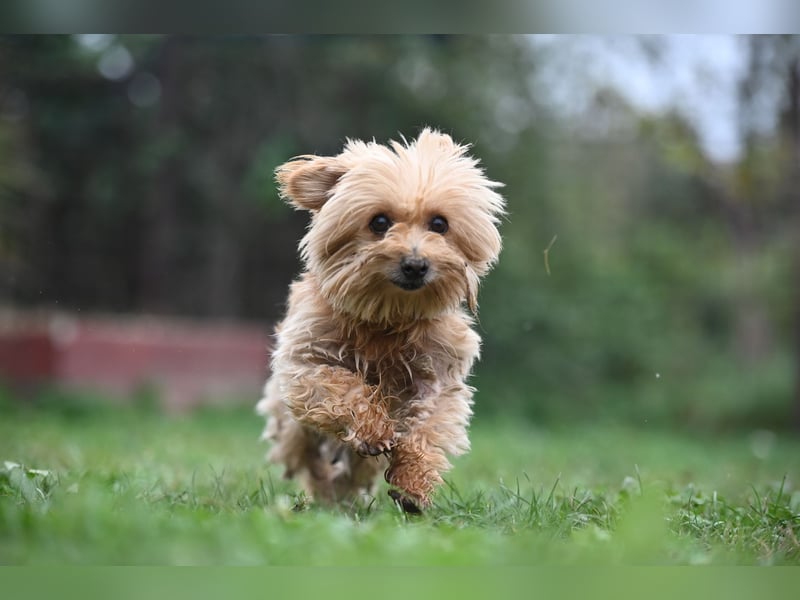 Berty, kleiner Rüde sucht Kuschelkörbchen für immer Berty, kleiner Rüde sucht Kuschelkörbchen für immer