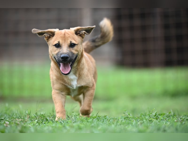 Caspar, bezaubernder Hundejunge