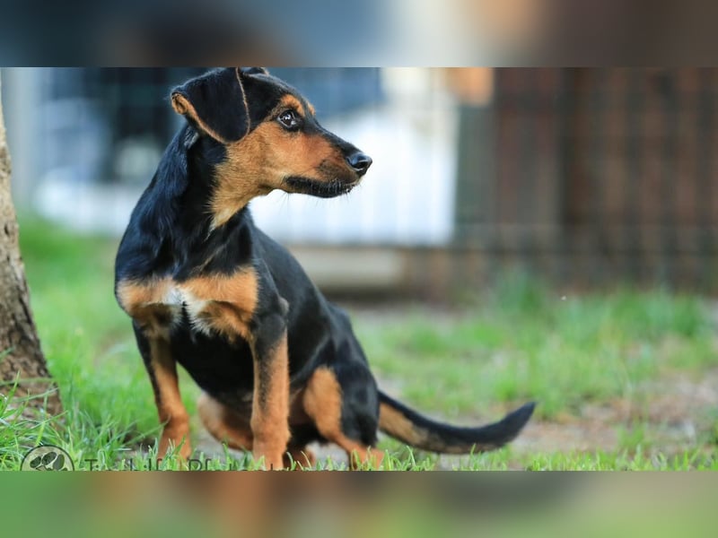 Tinky sucht ein Zuhause