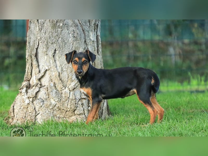 Tinky sucht ein Zuhause