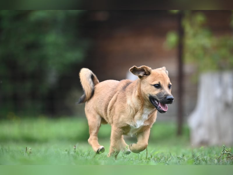 Caspar, bezaubernder Hundejunge