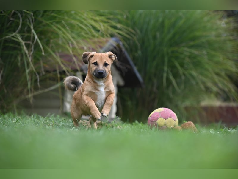 Caspar, bezaubernder Hundejunge