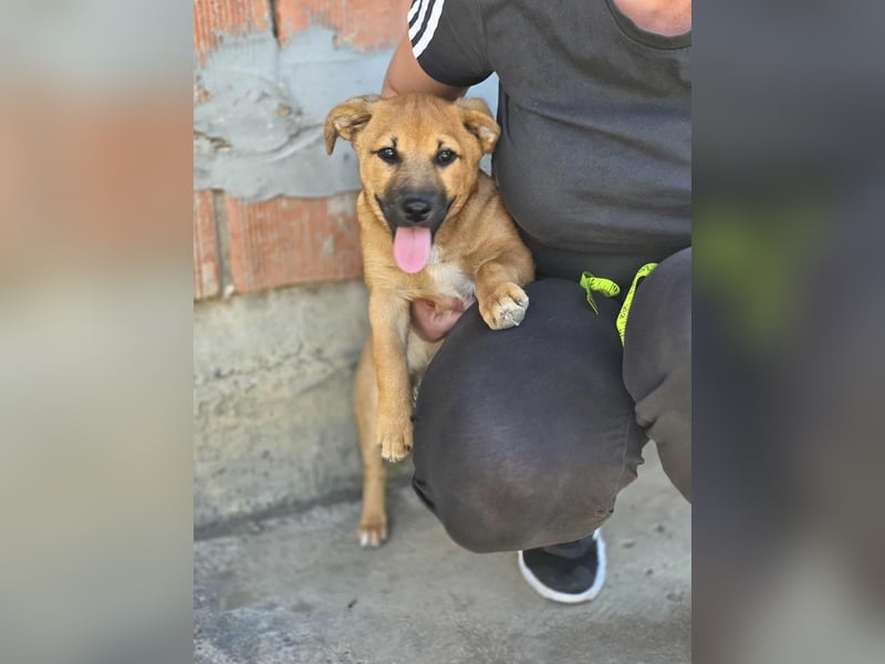 Caspar, bezaubernder Hundejunge