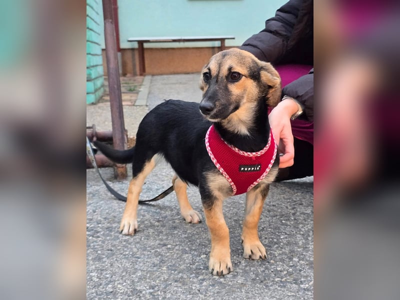 Liberty - kleines Hundemädchen sucht ihre Menschen