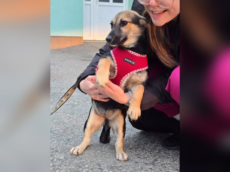 Liberty - kleines Hundemädchen sucht ihre Menschen