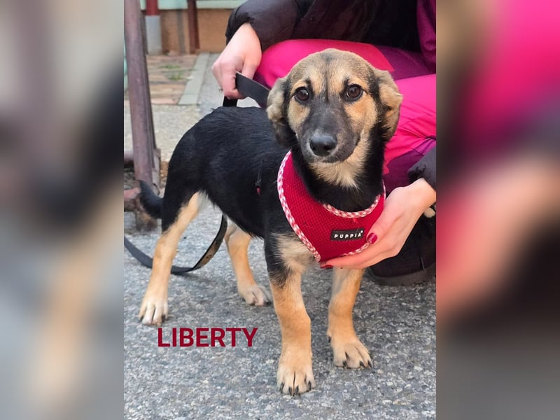 Liberty - kleines Hundemädchen sucht ihre Menschen