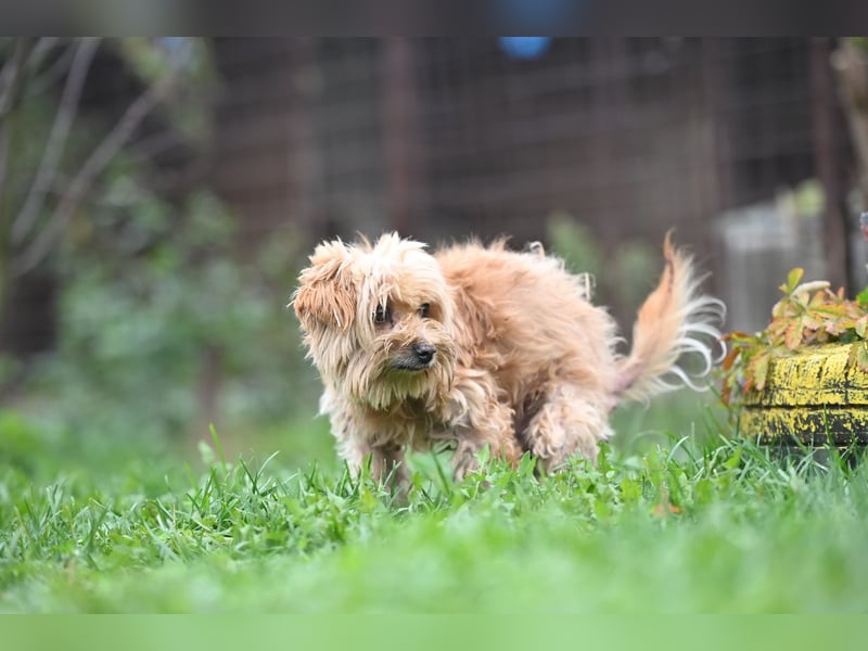 Berty, kleiner Rüde sucht Kuschelkörbchen für immer Berty, kleiner Rüde sucht Kuschelkörbchen für immer