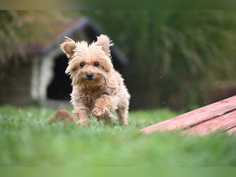 Berty, kleiner Rüde sucht Kuschelkörbchen für immer Berty, kleiner Rüde sucht Kuschelkörbchen für immer