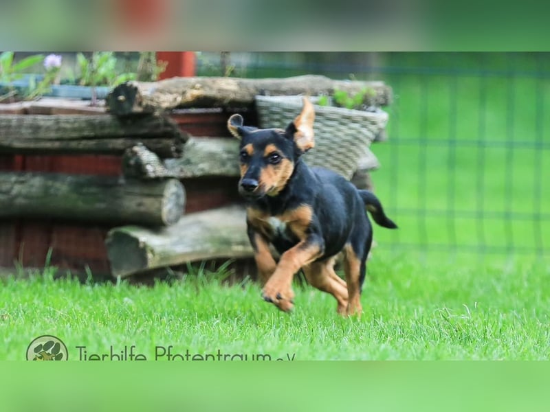 Tinky sucht ein Zuhause