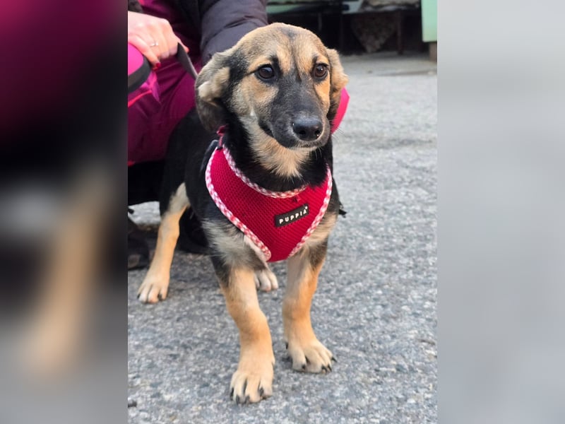 Liberty - kleines Hundemädchen sucht ihre Menschen