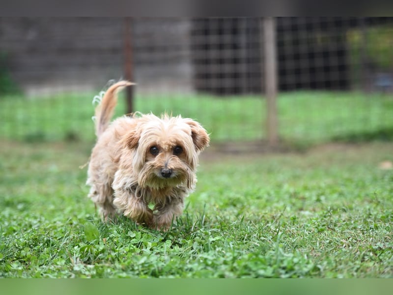 Berty, kleiner Rüde sucht Kuschelkörbchen für immer Berty, kleiner Rüde sucht Kuschelkörbchen für immer
