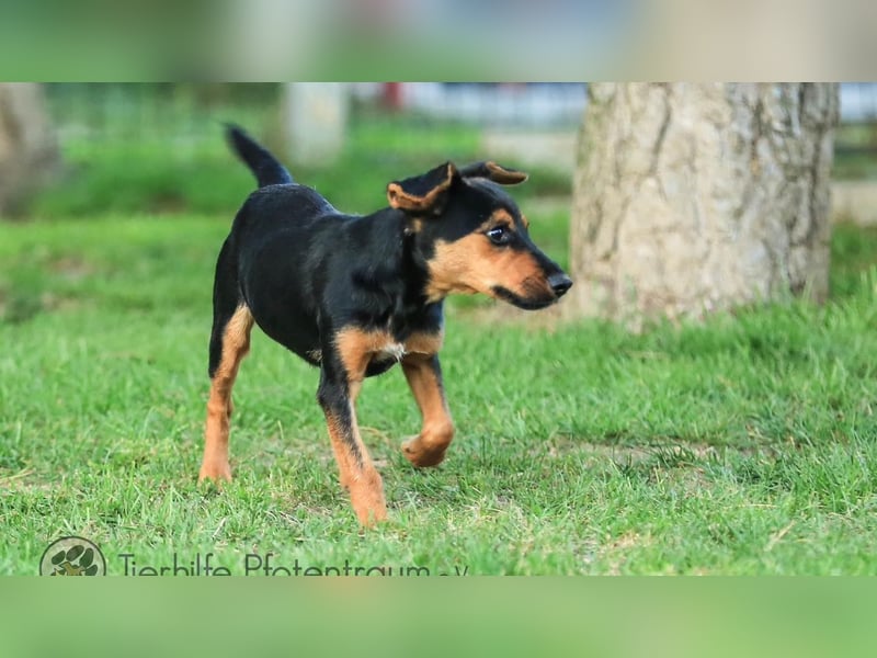 Tinky sucht ein Zuhause