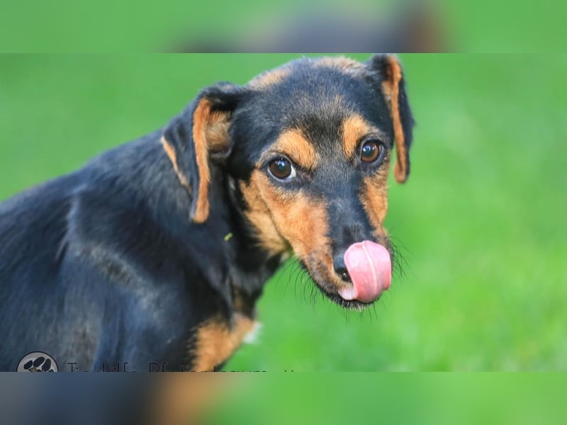 Tinky sucht ein Zuhause