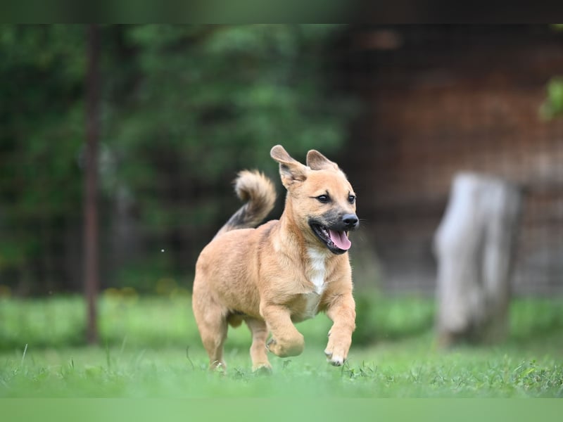 Caspar, bezaubernder Hundejunge