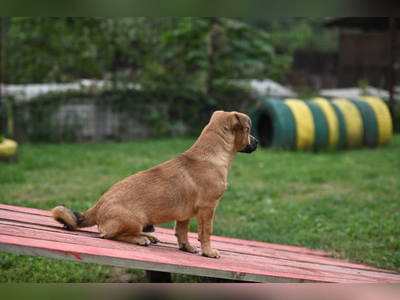 Caspar, bezaubernder Hundejunge