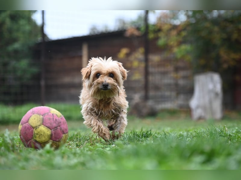 Berty, kleiner Rüde sucht Kuschelkörbchen für immer Berty, kleiner Rüde sucht Kuschelkörbchen für immer